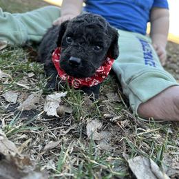 Cockapoo and Havapoo Puppies from Hofer Pups