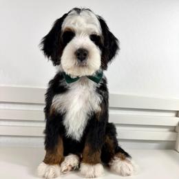 Doc - Tri-color male Bernedoodle puppy in Casa Grande, Arizona from AzDoodle Dandies