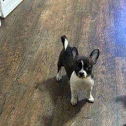 Judy - Chocolate and white female Chihuahua puppy in Dime Box, Texas from Color Me Crazy Chihuahuas