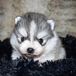 Jax - Silver and white male Pomsky puppy in Chino Valley, Arizona from Rose Peek Pomskies