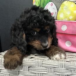 Boy 1 - male Cavapoo puppy in Shipshewana, Indiana from Shelli's Puppies