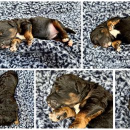 Goldendoodle and Poodle Puppies from SnickerDoodlePups