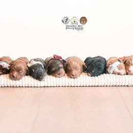Bernedoodle and Goldendoodle Puppies from Hommel’s Mini Darling Doodles