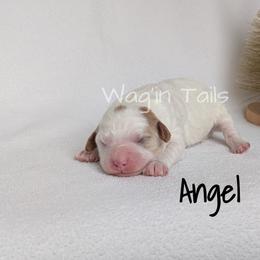 Angel - White female Cavapoo puppy in Amboy, Indiana from Wag'in Tails
