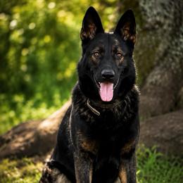 Blitz - German Shepherd