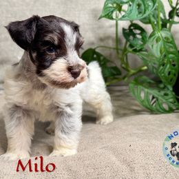 Milo - Parti male Miniature Schnauzer puppy in Magalia, California from NorCal Schnauzers