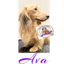 Ava - Dachshund