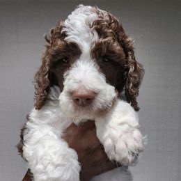 Avocado - Parti male Poodle puppy in Dover, Delaware from Dogtastic Poodles