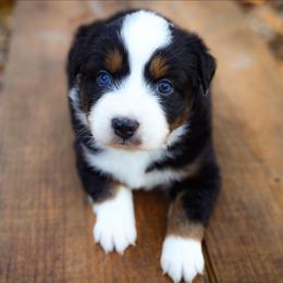 Noelle - Blue merle female Australian Shepherd puppy in Georgetown, Texas from River Reign Australian Shepherds