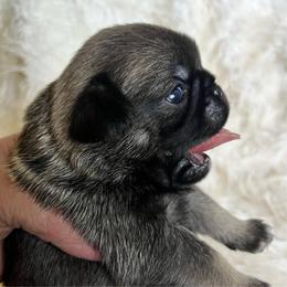 Callisto 'Callie' rainbow collar Dark fawn girl 2 - Fawn female Pug puppy in Onalaska, Washington from Cupid’s Pugs