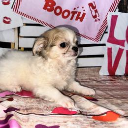 Bandit - Sable spotted white male Chihuahua puppy in Palmyra, Indiana from Country Star Chihuahuas