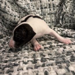 Ghost - White and fawn brindle male Whippet puppy in Fort Myers, Florida from Rainbow Whippets