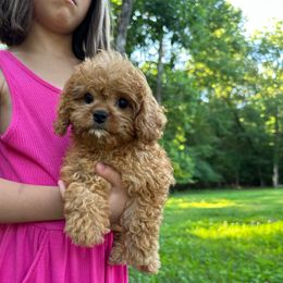 Ruby - Red female Cavapoo puppy in Midland, North Carolina from Rocky River Cavapoos