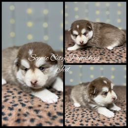 Jed - Red and white male Pomsky puppy in Rossville, Georgia from Scenic City Pomskies