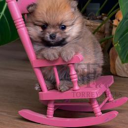 Miranda - Orange sable female Pomeranian puppy in Redlands, California from Torrey Hills Poms