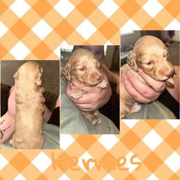 Hermes - Fawn (Isabella) male Dachshund puppy in Brazil, Indiana from King Duke Dachshunds