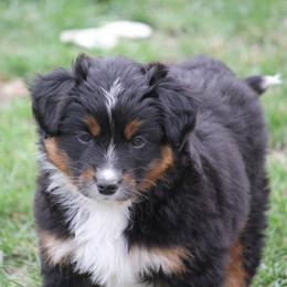 Border Collie, English Setter, and Miniature American Shepherd Puppies from First Harmony Farms