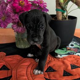 Hugh - Black male Great Dane puppy in Pollock, Louisiana from Danes Done Right