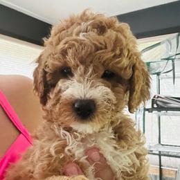Yellow girl - Red  female Goldendoodle puppy in Cedar Springs, Michigan from Pecks Oodle Doodles