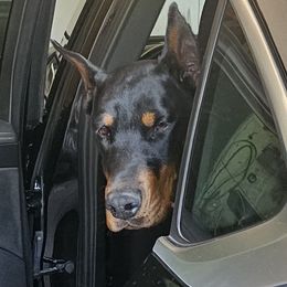 Erinyes - Doberman Pinscher