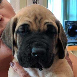 Great Dane Puppies from Glacier Danes