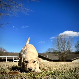 Goldendoodle and Poodle Puppies from Polly Wally Poodles and Doodles
