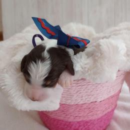 Kit Kat - Brown and white female Bernedoodle puppy in Fairfield, Illinois from Positively Doodles