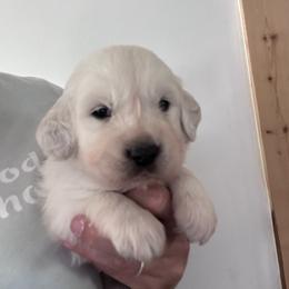 Dark Purple - Light golden female Golden Retriever puppy in Wyoming from Great Basin BMD