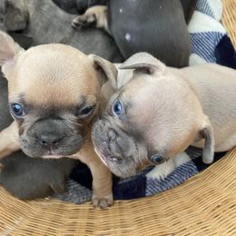 French Bulldog Puppies from Purple Moon Kennel