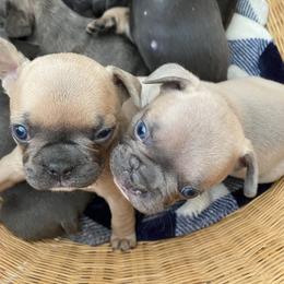 French Bulldog Puppies from Purple Moon Kennel