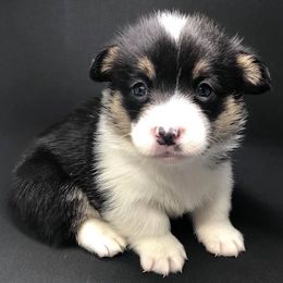 American Corgis from Whippoorwill Creek Farm