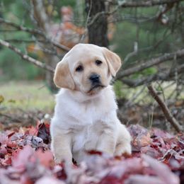 Sundae - Yellow female Labrador Retriever puppy in Green Lake, Wisconsin from Breezy Retrievers