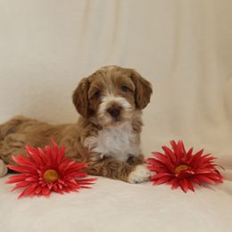 Australian Labradoodle Puppies from Majestic Labradoodles