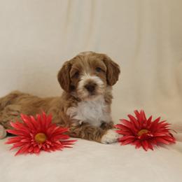 Australian Labradoodle Puppies from Majestic Labradoodles