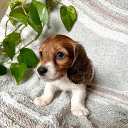 AKC Red Piebald - Piebald male Dachshund puppy in Colville, Washington from G&B Iron Mountain Dachshunds
