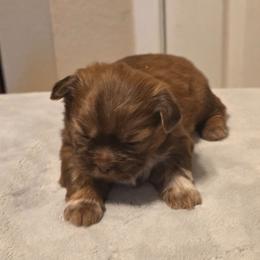 Darwin - Liver and white male Shih Tzu puppy in Mesa, Arizona from House of Zen Shihtzus