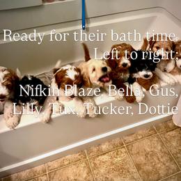 Golden Mountain Doodle Puppies from Belles Golden Mountain Doodles