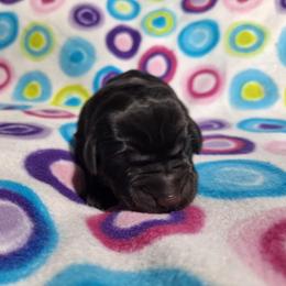 Snow White - Black female Labrador Retriever puppy in Bemidji, Minnesota from Northern Star Elite Quality Labrador Retrievers