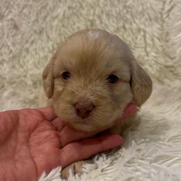 Boy 2 - male Australian Mountain Doodle puppy in Bristow, Oklahoma from 10-Acre Woods Cockapoos