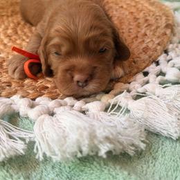 Spidey - Red and white male Cockapoo puppy in Alexandria, Alabama from Bright and Beautiful Cockapoos and Doodles