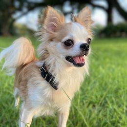 Dana - Chihuahua