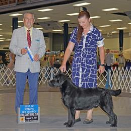 Labrador Retriever All Grown Up from Hill’s Labrador Retrievers