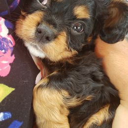 Cavalier King Charles Spaniel Puppies from Heritage Garden Cavaliers