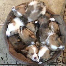 Pembroke Welsh Corgi Puppies from Redwood Corgis