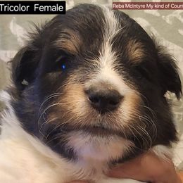 Shetland Sheepdog Puppies from Country Acres Shetland Sheepdogs