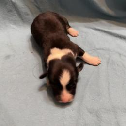 Male 5 - Black and tan male Pembroke Welsh Corgi puppy in Moundville, Alabama from Cartee Corgis - Debi Cartee Mills