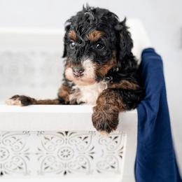 Bernard - Tri-color male Bernedoodle puppy in Lititz, Pennsylvania from Sleepy Hollow Acres