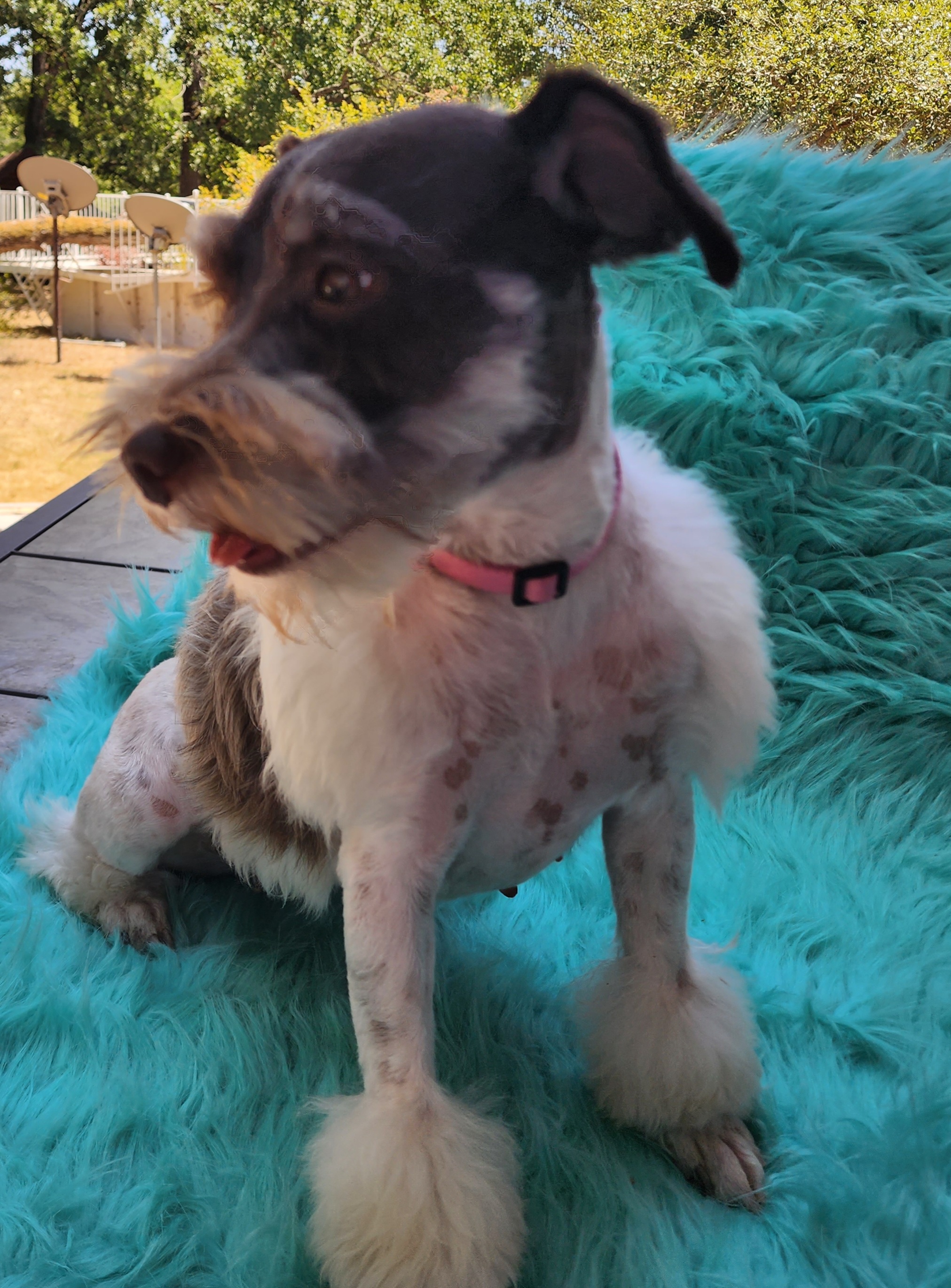 Diva - Miniature Schnauzer