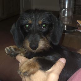 Pepper - Dachshund