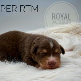 Jasper - Red tri-color male Australian Shepherd puppy in Petersburg, Indiana from Royal Aussie’s